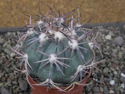 Echinocactus horizonthalonius El Oso, pot 6,5 cm - 12411403