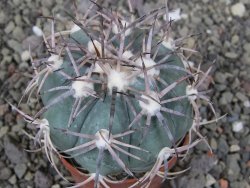 Echinocactus horizonthalonius El Oso, pot 6,5 cm - 12411404