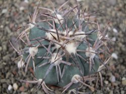 Echinocactus horizonthalonius El Oso, pot 6,5 cm - 12411406