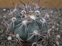 Echinocactus horizonthalonius El Oso, pot 6,5 cm - 12411407