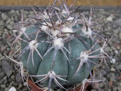 Echinocactus horizonthalonius El Oso, pot 6,5 cm - 12411409