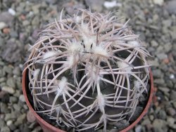 Gymnocalycium spegazzinii punillaense Tom 06-81/1 El Obelisco, pot 6,5 cm - 12411414