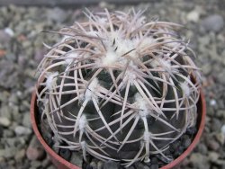 Gymnocalycium spegazzinii punillaense Tom 06-81/1 El Obelisco, pot 6,5 cm - 12411415