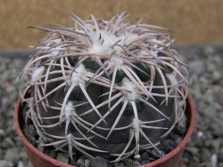 Gymnocalycium spegazzinii punillaense Tom 06-81/1 El Obelisco, pot 6,5 cm - 12411416