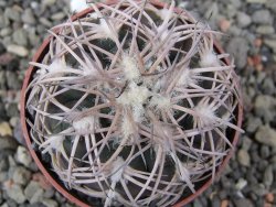 Gymnocalycium spegazzinii punillaense Tom 06-81/1 El Obelisco, pot 6,5 cm - 12411418