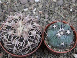 Gymnocalycium spegazzinii punillaense Tom 06-81/1 El Obelisco, pot 6,5 cm - 12411419