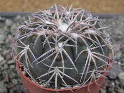 Gymnocalycium spegazzinii punillaense Tom 06-81/1 El Obelisco, pot 6,5 cm - 12411422