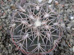 Gymnocalycium spegazzinii punillaense Tom 06-81/1 El Obelisco, pot 6,5 cm - 12411424