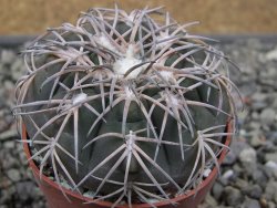 Gymnocalycium spegazzinii punillaense Tom 06-81/1 El Obelisco, pot 6,5 cm - 12411425