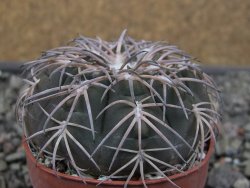 Gymnocalycium spegazzinii punillaense Tom 06-81/1 El Obelisco, pot 6,5 cm - 12411426