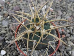 Gymnocalycium armatum, pot 5,5 cm - 12411430
