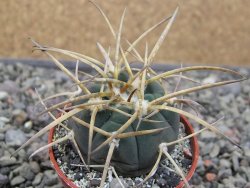 Gymnocalycium armatum, pot 5,5 cm - 12411431
