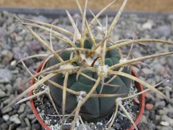 Gymnocalycium armatum, pot 5,5 cm - 12411433