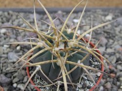 Gymnocalycium armatum, pot 5,5 cm - 12411434