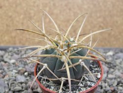 Gymnocalycium armatum, pot 5,5 cm - 12411435