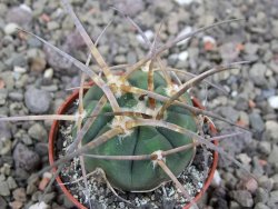 Gymnocalycium armatum, pot 5,5 cm - 12411437