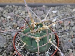 Gymnocalycium armatum, pot 5,5 cm - 12411439