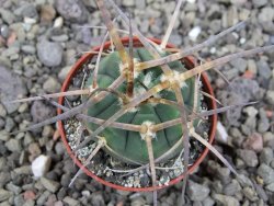 Gymnocalycium armatum, pot 5,5 cm - 12411440