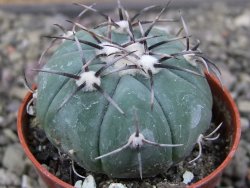 Echinocactus horizonthalonius KMR 22 Entroque Huizache, pot 5,5 cm - 12411442