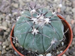 Echinocactus horizonthalonius KMR 22 Entroque Huizache, pot 5,5 cm - 12411444