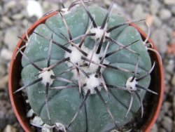 Echinocactus horizonthalonius KMR 22 Entroque Huizache, pot 5,5 cm - 12411445