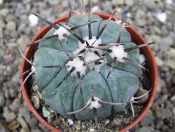 Echinocactus horizonthalonius KMR 22 Entroque Huizache, pot 5,5 cm - 12411446