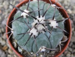 Echinocactus horizonthalonius KMR 22 Entroque Huizache, pot 5,5 cm - 12411447