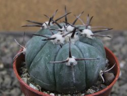 Echinocactus horizonthalonius KMR 22 Entroque Huizache, pot 5,5 cm - 12411449