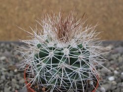 Parodia roseoalba nad San Pedro, pot 5,5 cm - 12411451
