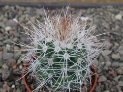 Parodia roseoalba nad San Pedro, pot 5,5 cm - 12411454