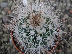 Parodia roseoalba nad San Pedro, pot 5,5 cm - 12411456