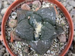 Ariocarpus fissuratus Puertecitos, pot 5,5 cm