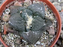 Ariocarpus fissuratus Puertecitos, pot 5,5 cm - 12411463