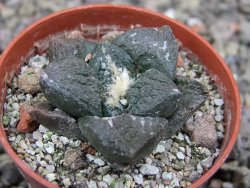 Ariocarpus fissuratus Puertecitos, pot 5,5 cm - 12411464