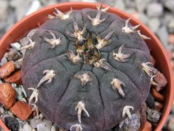 Gymnocalycium spegazzinii unguispinum SL 44b, pot 5,5 cm - 12411467