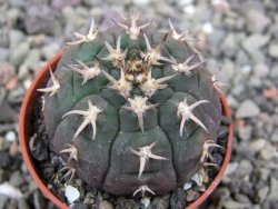 Gymnocalycium spegazzinii unguispinum SL 44b, pot 5,5 cm - 12411471