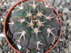 Gymnocalycium spegazzinii unguispinum SL 44b, pot 5,5 cm - 12411472