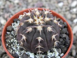 Gymnocalycium spegazzinii unguispinum SL 44b, pot 5,5 cm
