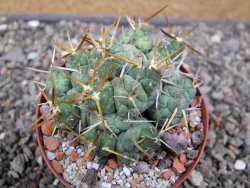 Tephrocactus rossianus, pot 8 cm - 12411478