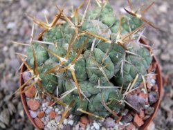 Tephrocactus rossianus, pot 8 cm - 12411479