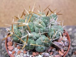 Tephrocactus rossianus, pot 8 cm