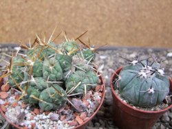 Tephrocactus rossianus, pot 8 cm - 12411483