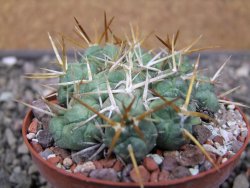 Tephrocactus rossianus, pot 8 cm - 12411486