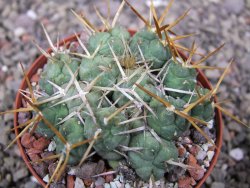 Tephrocactus rossianus, pot 8 cm