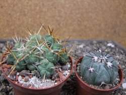 Tephrocactus rossianus, pot 8 cm - 12411489