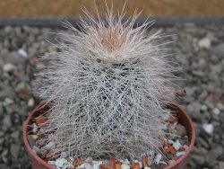 Echinocereus baileyi DJF 1327 Medicine Park, květináč 6,5 cm