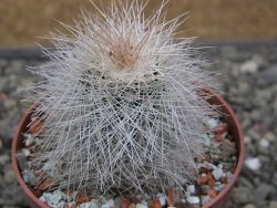 Echinocereus baileyi DJF 1327 Medicine Park, květináč 6,5 cm - 12411496