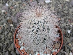 Echinocereus baileyi DJF 1327 Medicine Park, květináč 6,5 cm - 12411498