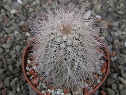 Echinocereus baileyi DJF 1327 Medicine Park, květináč 6,5 cm - 12411500