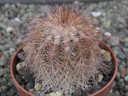 Echinocereus baileyi DJF 1327 Medicine Park, květináč 6,5 cm